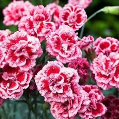 Pack dianthus scent for sale  Delivered anywhere in UK