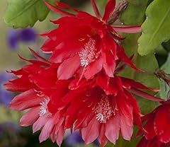 Red orchid cactus for sale  Delivered anywhere in USA 