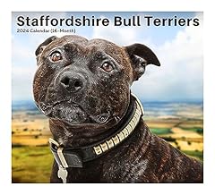 2024 staffordshire bull for sale  Delivered anywhere in USA 