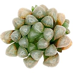 Haworthia cooperi var. for sale  Delivered anywhere in USA 