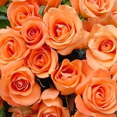 Dwarf rose live for sale  Delivered anywhere in USA 