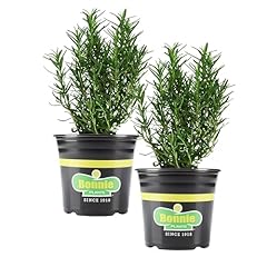 Bonnie plants rosemary for sale  Delivered anywhere in USA 
