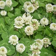 Weiß klee wildblumen gebraucht kaufen  Wird an jeden Ort in Deutschland