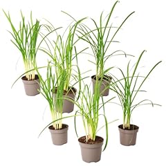 Plant box tulbaghia usato  Spedito ovunque in Italia 