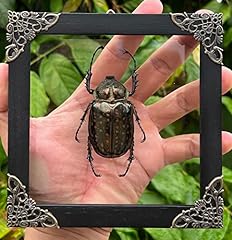 Real beetle glass for sale  Delivered anywhere in UK