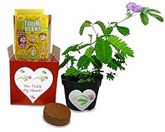 Valentine tickleme plant for sale  Delivered anywhere in USA 
