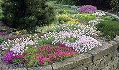 Six alpine garden for sale  Delivered anywhere in UK