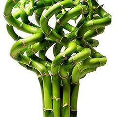 50cm lucky bamboo for sale  Delivered anywhere in UK