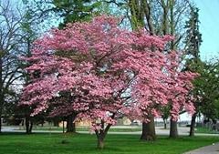 Pink flowering dogwood for sale  Delivered anywhere in USA 