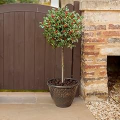 Yougarden holly tree for sale  Delivered anywhere in UK