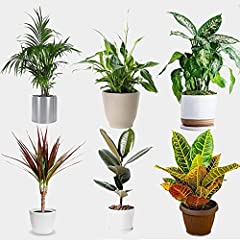 Indoor plants real for sale  Delivered anywhere in UK
