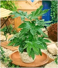 Growon shrubs fatsia for sale  Delivered anywhere in UK