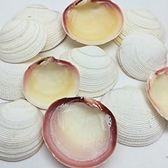 Pepperlonely tiger clam for sale  Delivered anywhere in USA 