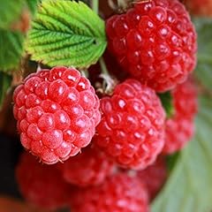 Garden raspberry bush for sale  Delivered anywhere in UK