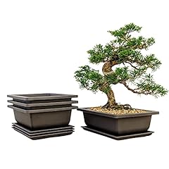 Bonsai outlet training for sale  Delivered anywhere in USA 