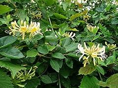 Winter honeysuckle lonicera for sale  Delivered anywhere in USA 
