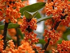 Orange flowering fragrant for sale  Delivered anywhere in USA 