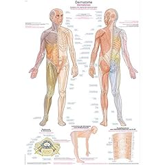 Erler zimmer anatomische gebraucht kaufen  Wird an jeden Ort in Deutschland