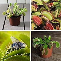 Venus fly trap for sale  Delivered anywhere in UK