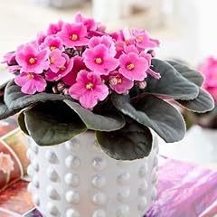 15cm saintpaulia pink for sale  Delivered anywhere in UK