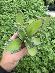 Kalanchoe mexican hat for sale  Delivered anywhere in USA 