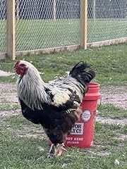 Musa meadows chicken for sale  Delivered anywhere in USA 