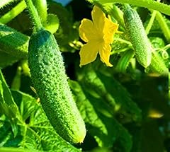 Cucumber gherkin seeds for sale  Delivered anywhere in UK