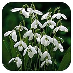 Snowdrops galanthus woronowii for sale  Delivered anywhere in UK