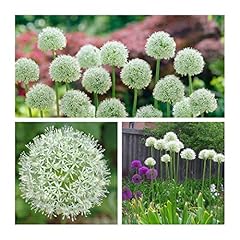 Allium mount everest for sale  Delivered anywhere in UK