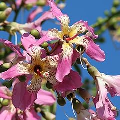 Chorisia speciosa seeds for sale  Delivered anywhere in USA 