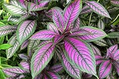 Packs persian shield for sale  Delivered anywhere in USA 