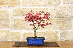 Bonsai acero palmato usato  Spedito ovunque in Italia 