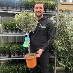 Hardy potted olive for sale  Delivered anywhere in UK