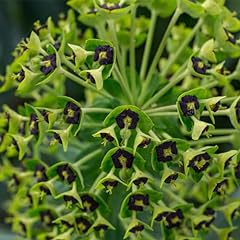 Yougarden euphorbia black for sale  Delivered anywhere in UK
