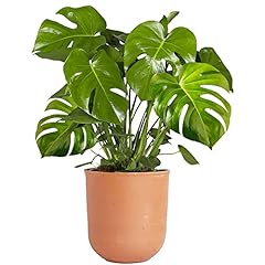 Monstera swiss cheese for sale  Delivered anywhere in UK