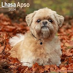 Lhasa apso calendar for sale  Delivered anywhere in UK