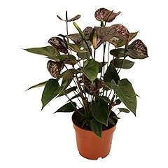 Exotenherz anthurium andreanum gebraucht kaufen  Wird an jeden Ort in Deutschland