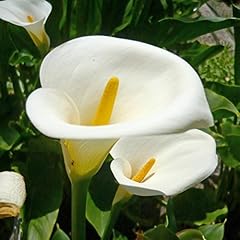 Calla arum lily for sale  Delivered anywhere in Ireland