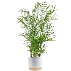Costa farms bamboo for sale  Delivered anywhere in USA 