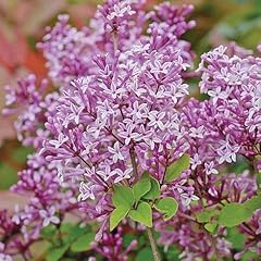 Scented purple lilac for sale  Delivered anywhere in UK