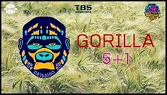 Gorilla tbs genetics usato  Spedito ovunque in Italia 