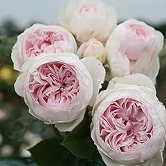 Heirloom roses earth for sale  Delivered anywhere in USA 