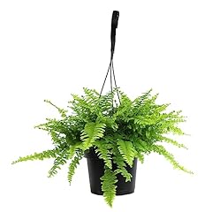 Hanging boston fern for sale  Delivered anywhere in USA 