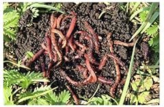 Homegrownworms red wigglers for sale  Delivered anywhere in USA 