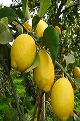Pianta limone albero usato  Spedito ovunque in Italia 