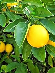 Meyers lemon seeds for sale  Delivered anywhere in USA 