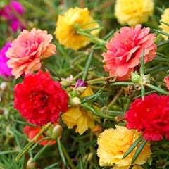 Luojibie moss rose for sale  Delivered anywhere in USA 