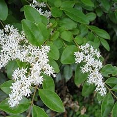 Pianta vera ligustrum usato  Spedito ovunque in Italia 