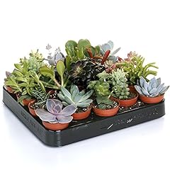 Succulent mix plants for sale  Delivered anywhere in UK