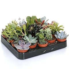 Mélange succulentes plantes d'occasion  Livré partout en France